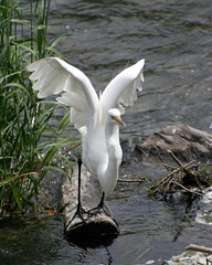 47/50 grande aigrette-great egret