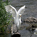 47/50 grande aigrette-great egret