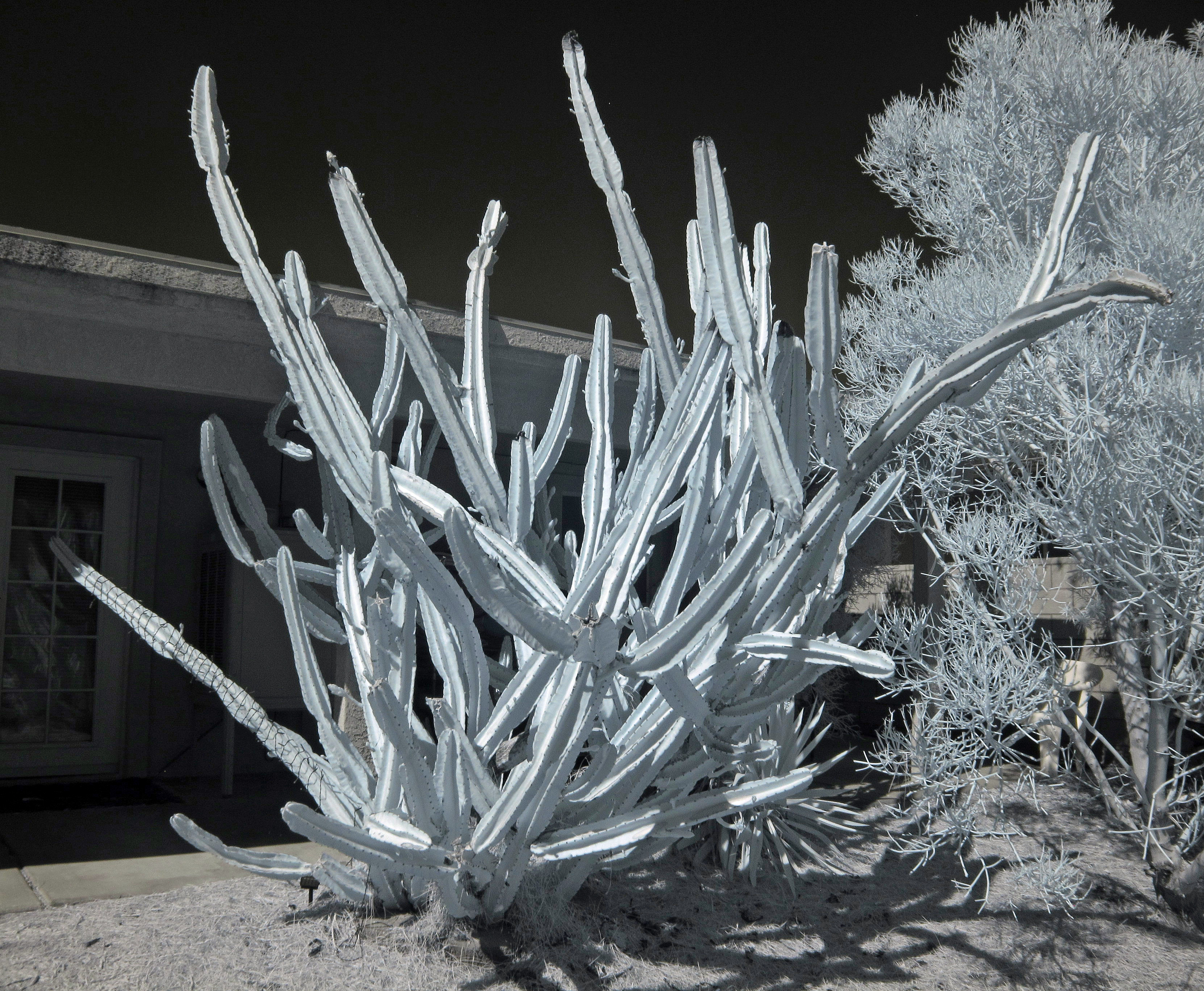 Cereus peruvianus (0833)