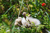 Cirsium arvense, Asteraceae