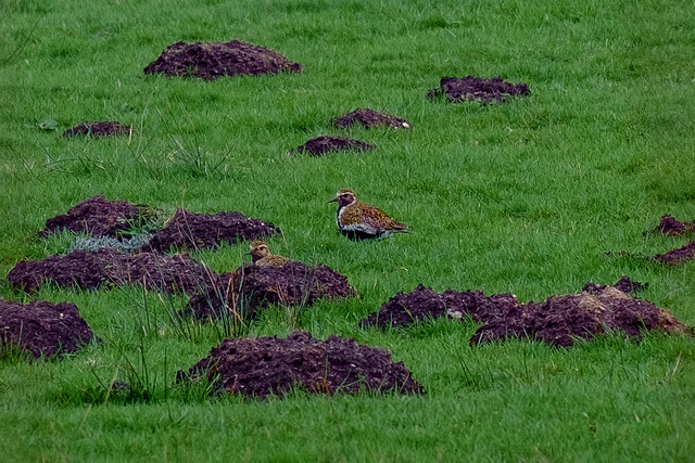 Golden Plovers