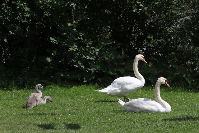 Schwanenfamilie