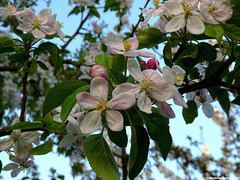 Fleurs de pommier