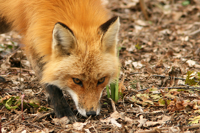 Renard IMG 1276