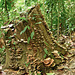 Tree stump covered in fungi, Trinidad