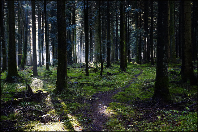 Schwarzwald