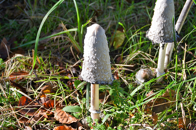 Schopf-Tintling (Coprinus comatus)