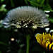 Those Magic Dandelions