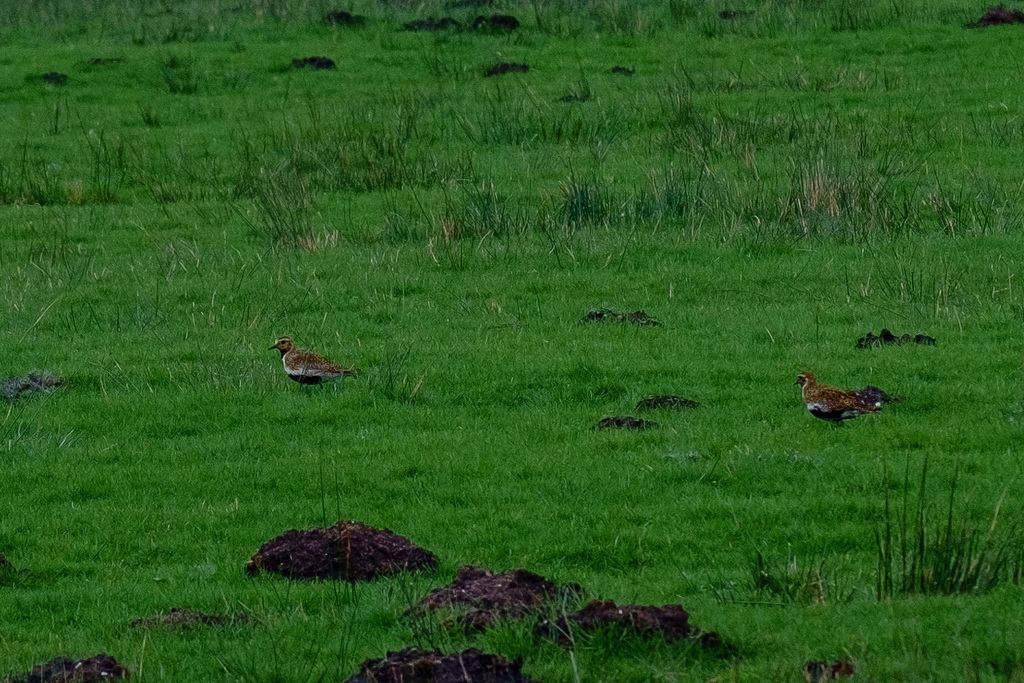 Golden Plovers