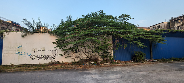 Arbre et graffitis contre clôture / Tree and graffitis against fence