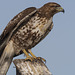 Red-tailed Hawk