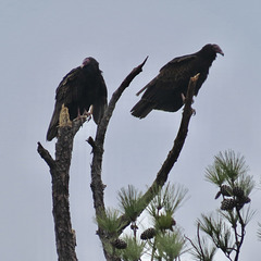 Good buddies - two turkey vultures