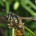 IMG 0047Wasp