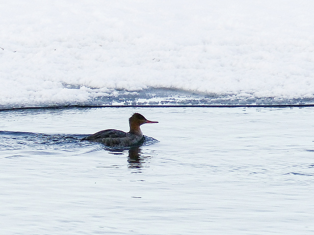 Red-breasted Merganser, juvenile male