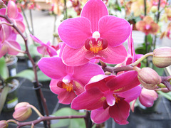 Orchidee