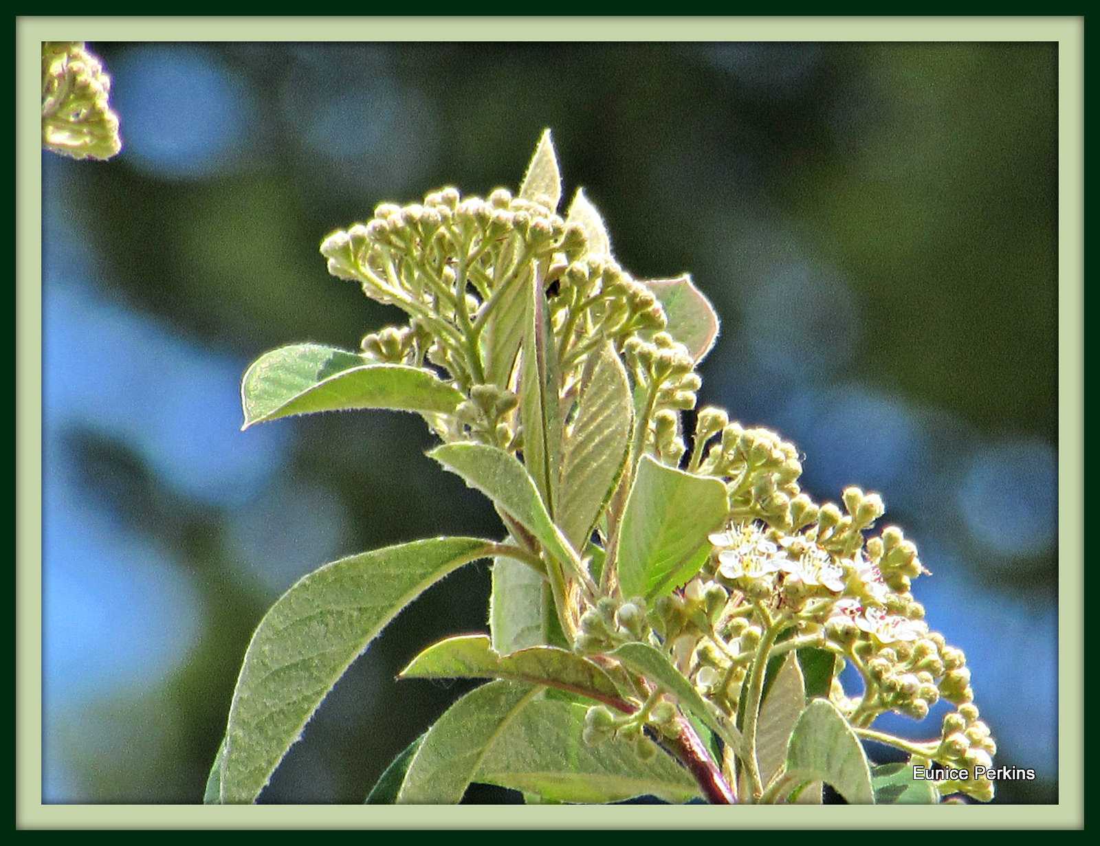 Kumarahou Blossoming