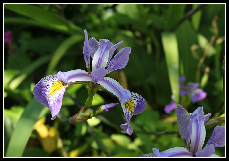 Iris x robusta (1)