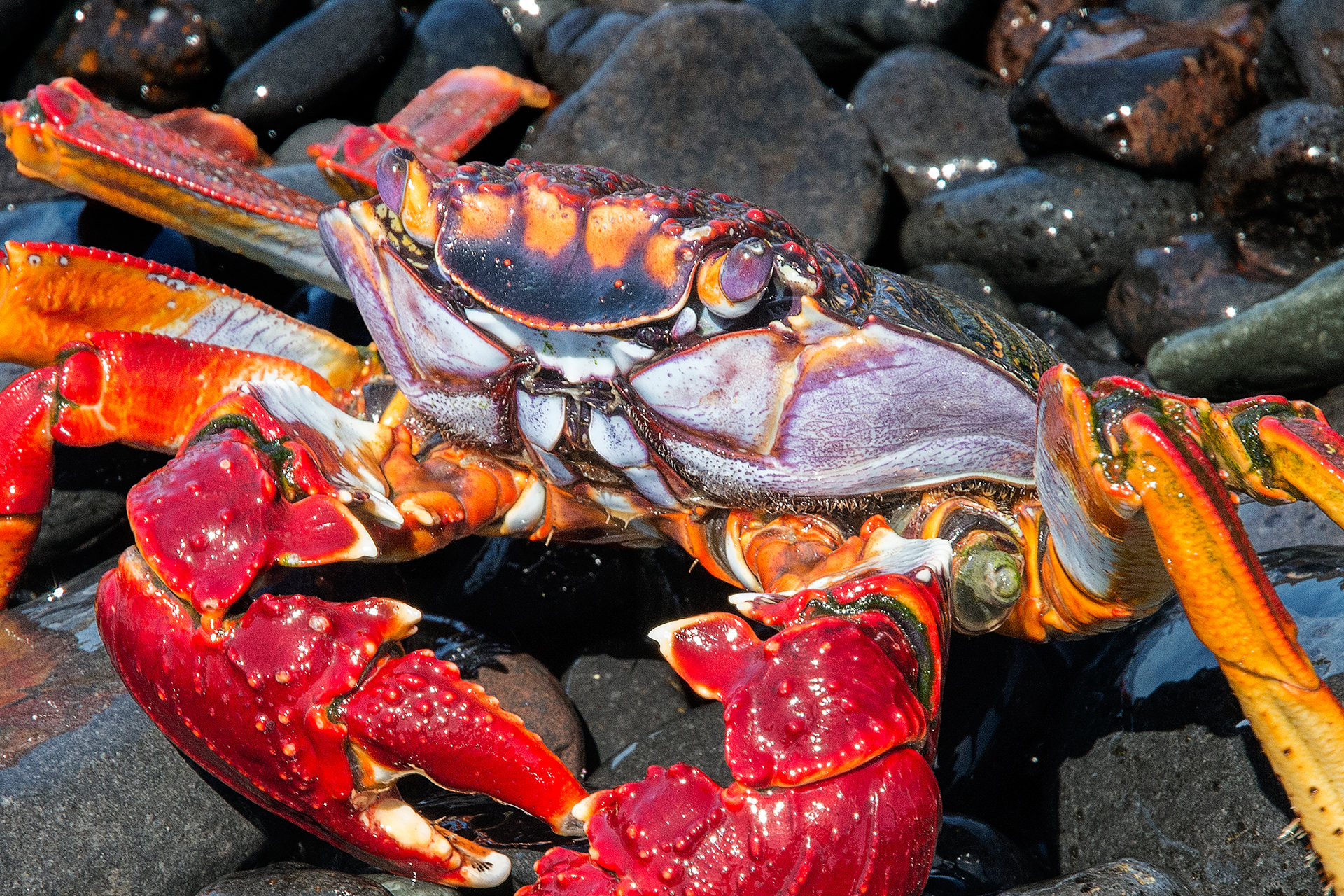 Red Rock Crab