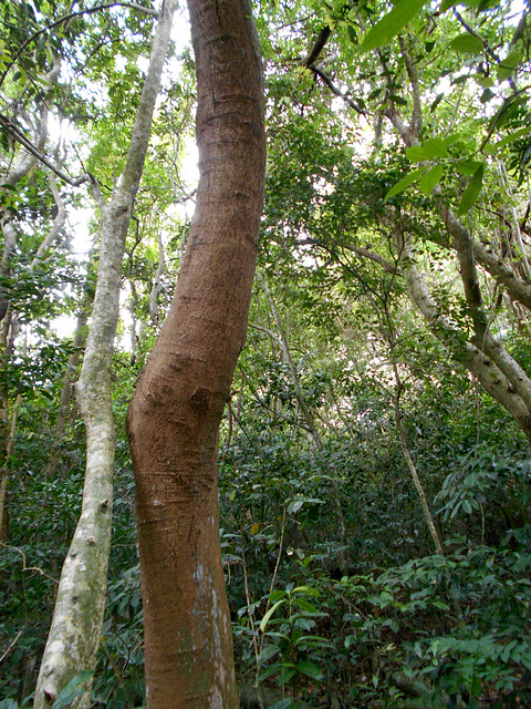 DSCN1367 - tanheiro Alchornea triplinervia, Euphorbiaceae