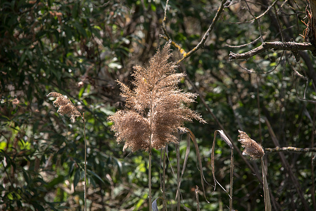 20170519 3439VRTw [H] Schilfrohr (Phragmites australis), Neusiedler See