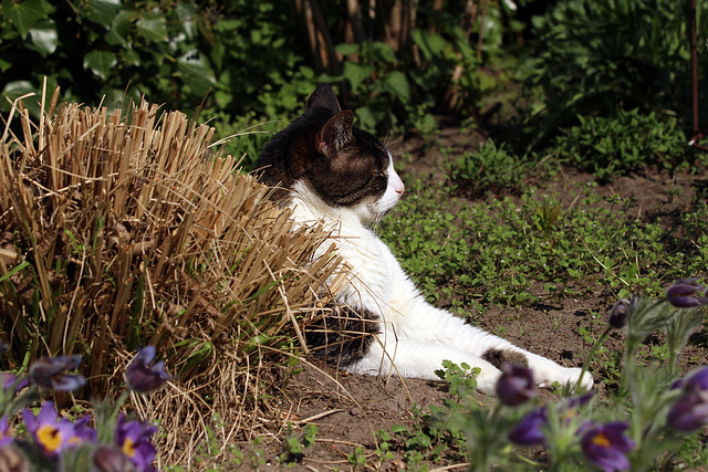 Cuby is enjoying the sun