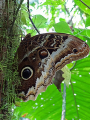 Caligo atreus ,Mindo_Ecuador