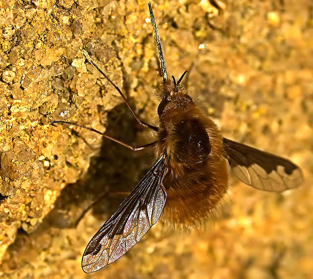 Bee Fly
