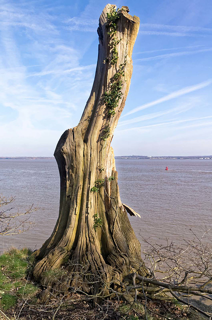 Once my favourite tree, now cut down