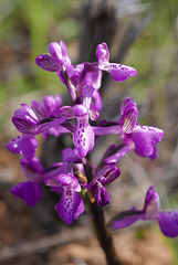 Anacamptis morio