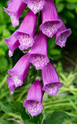 Foxglove flowers