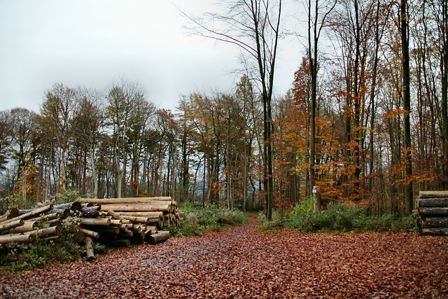 Waldweg im Naturschutzgebiet Mastberg (Hagen) / 13.11.2021