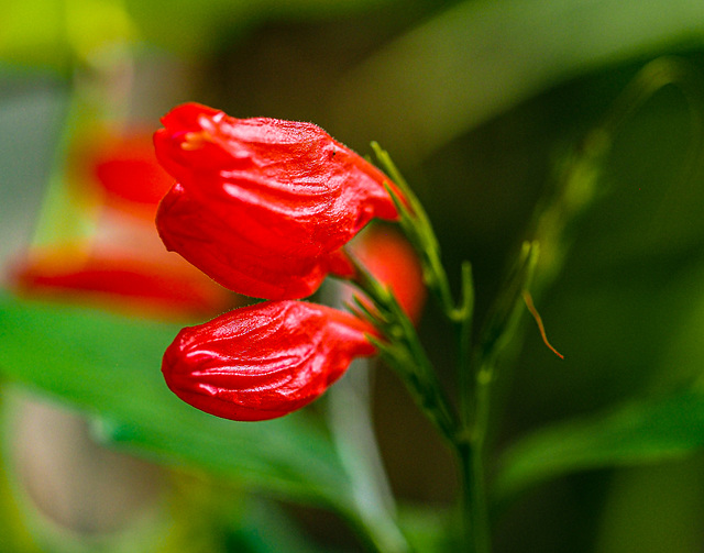 rojo