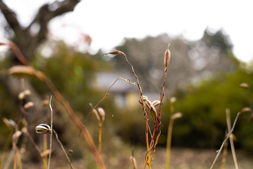 Dry weeds