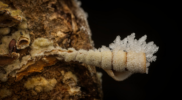 Die eingedrehte Tramete (Trametes) mit kleinen Frostkristallen :)) The twisted Tramete (Trametes) with small frost crystals :)) Le Tramete torsadé (Trametes) avec de petits cristaux de givre :))