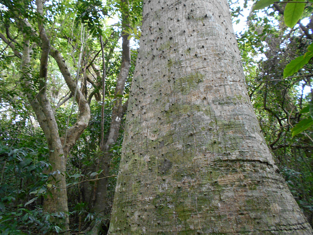 DSCN1368 - paineira Ceiba speciosa, Malvaceae