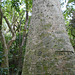 DSCN1368 - paineira Ceiba speciosa, Malvaceae