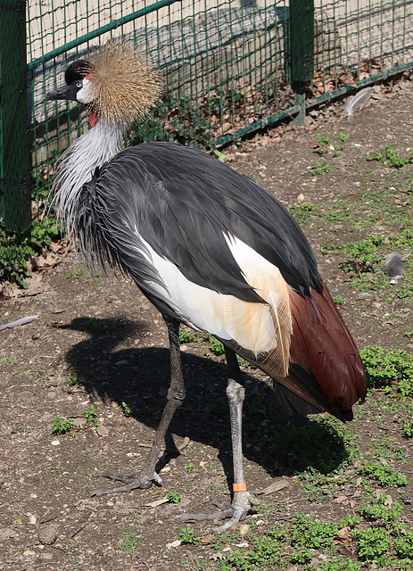 Crested crane