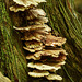 Fungi along the Oilbirds trail