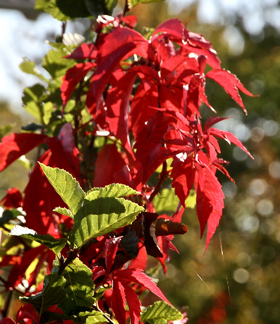 Blutrote Herbstfarbe