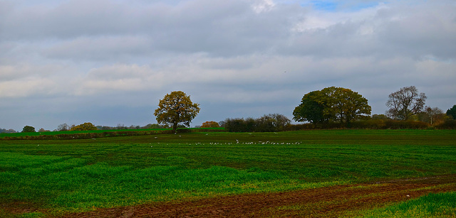 Gnosall fields