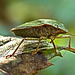 Shield Bug