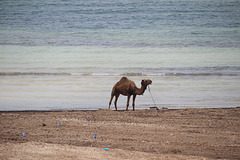 Camel on the Beach in Djerba