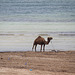 Camel on the Beach in Djerba