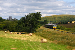 Harvest time, with Corfe Castle behind