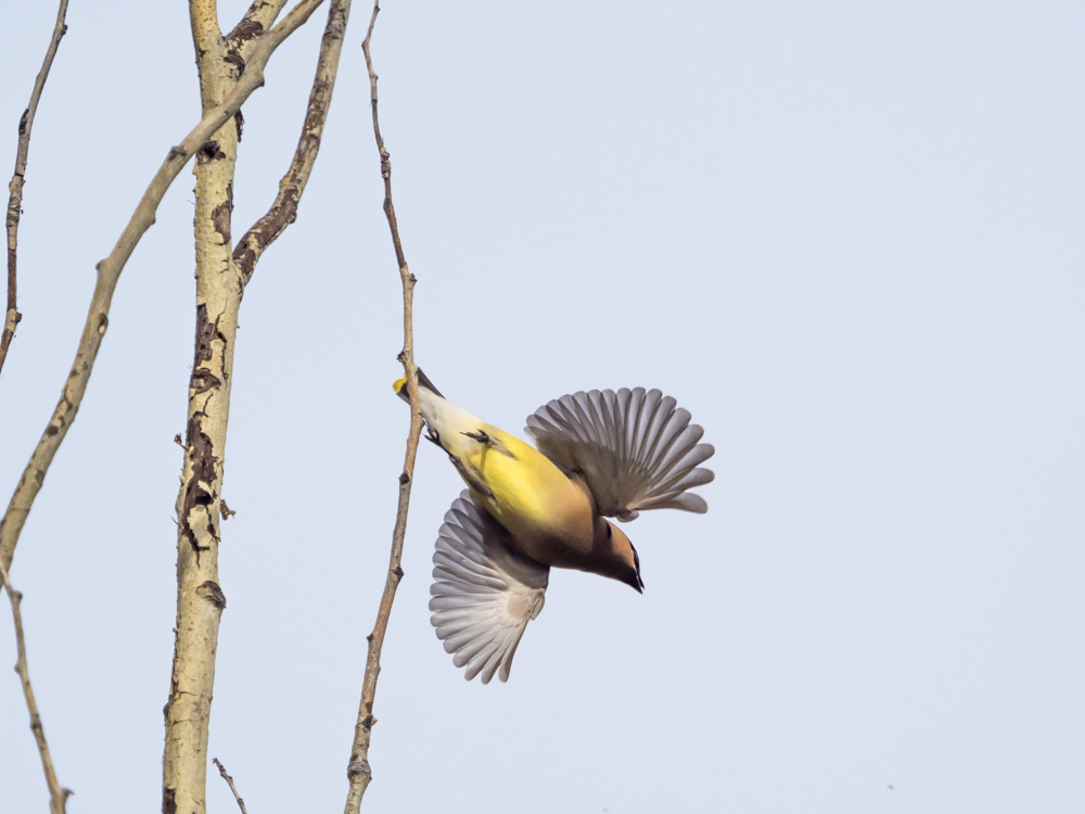 Cedar Waxwing Undercarriage