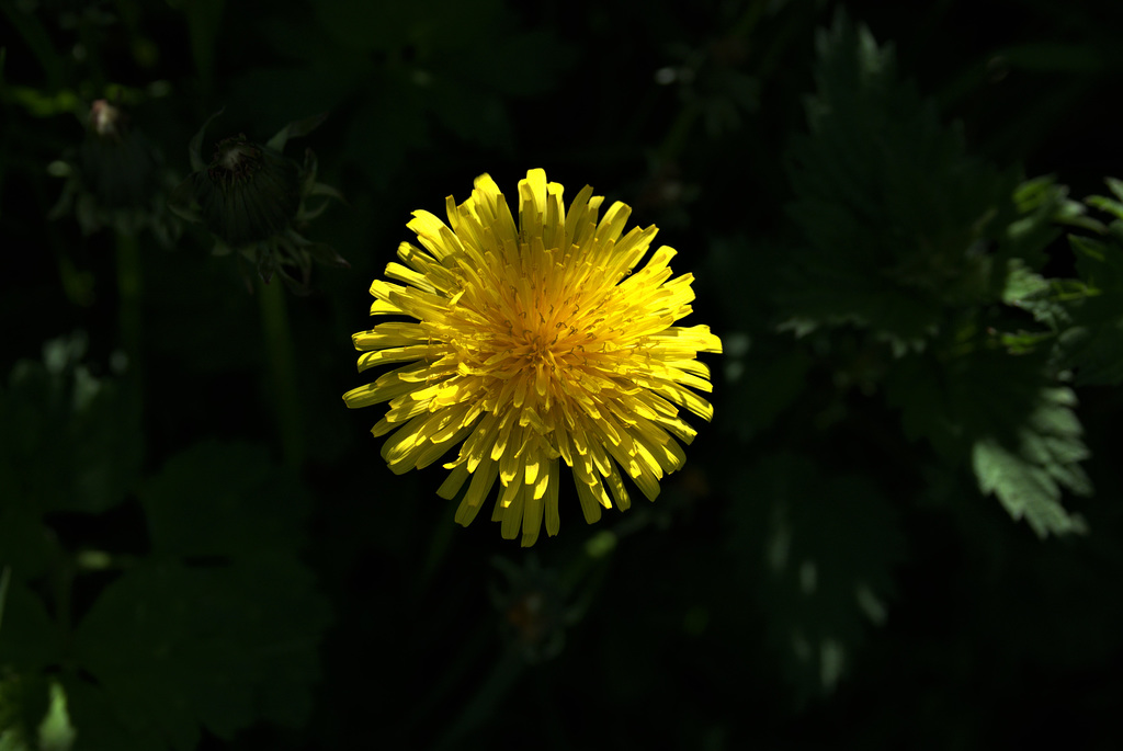 Those Magic Dandelions