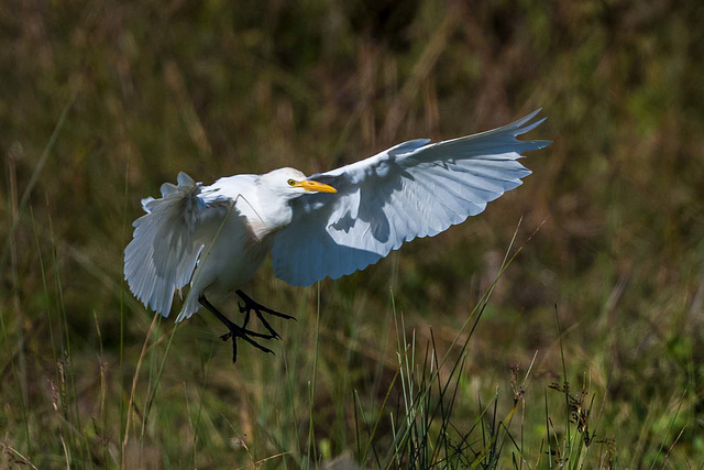 Cattle egret