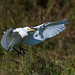 Cattle egret