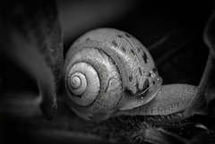 Das Schneckenhaus in SW und Farbe gesehen :))  The snail shell seen in black and white and color :))  La coquille d'escargot vue en noir et blanc et en couleur :))