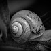 Das Schneckenhaus in SW und Farbe gesehen :))  The snail shell seen in black and white and color :))  La coquille d'escargot vue en noir et blanc et en couleur :))